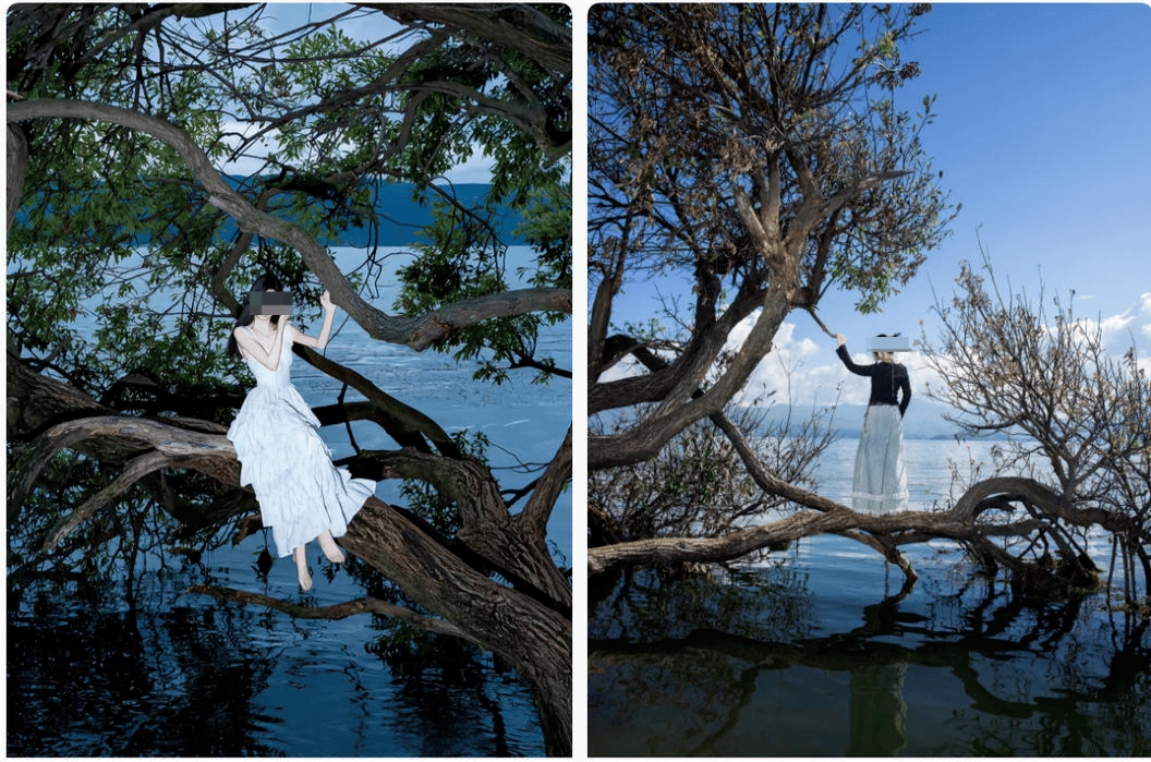 皇冠信用盘在哪里注册
_大理洱海摄影师反映网红“歪脖子树”多处被锯 洱海管理局工作人员：情况正在核查