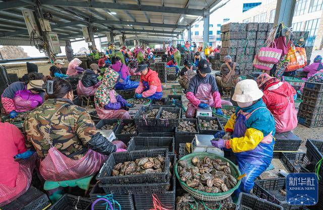 皇冠信用网足球代理
_山东荣成：鲍鱼收获忙