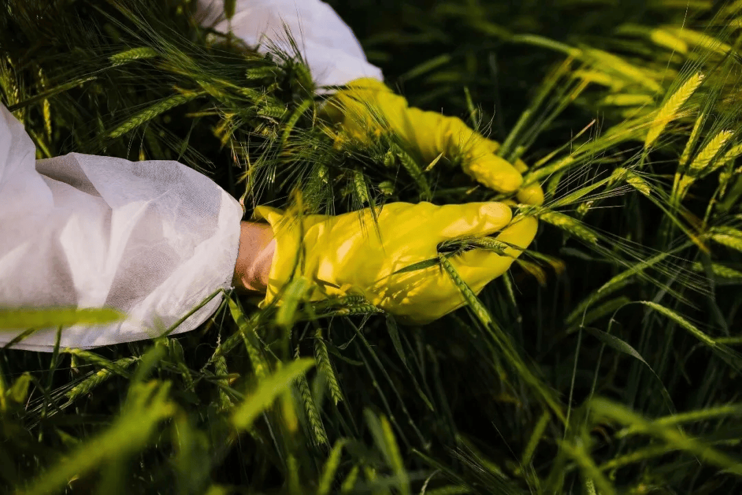 足球外盘在哪里可以买
_警惕足球外盘在哪里可以买
！田里有间谍