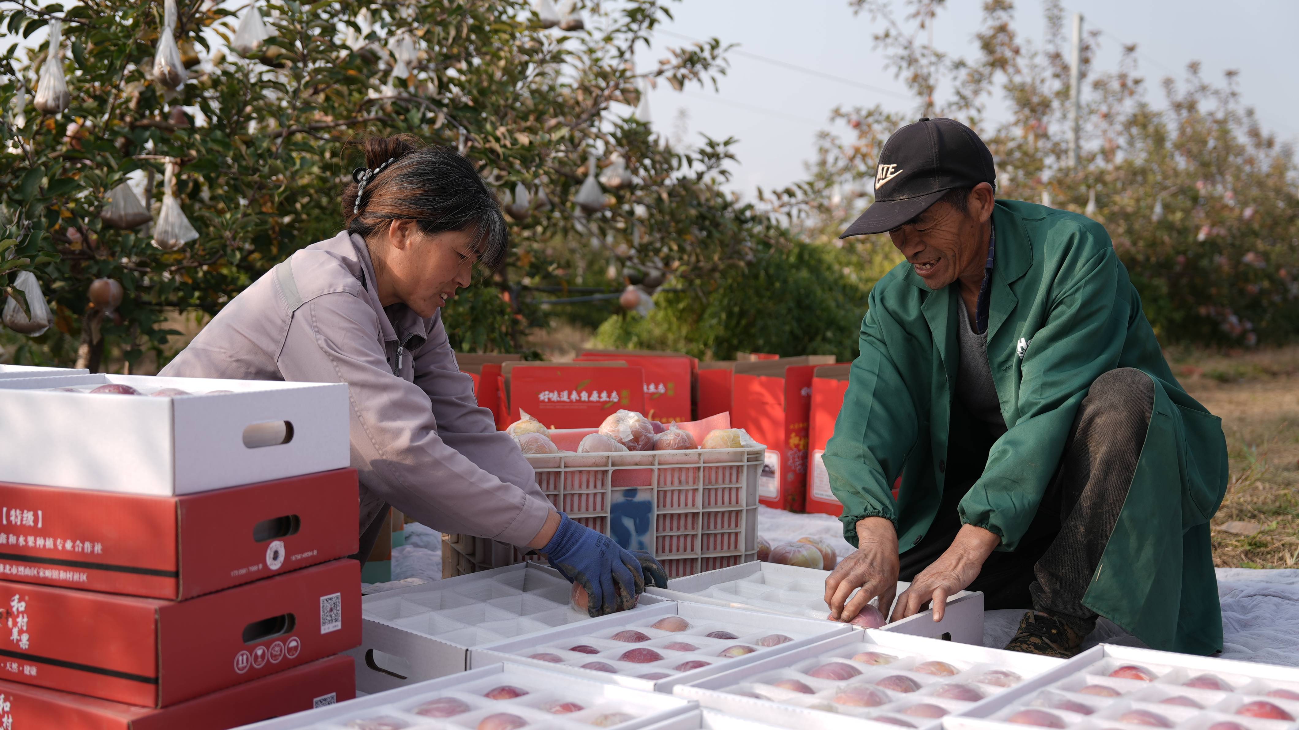 皇冠信用代理出租
_“淮北为啥不种橘子皇冠信用代理出租
?”果农:因为我们有更甜的王牌