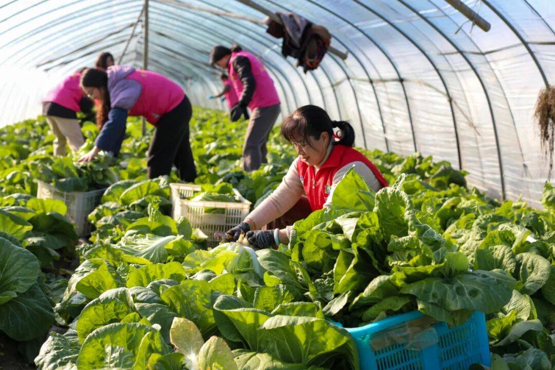 NBA篮球球探_29岁儿子突发心梗离世NBA篮球球探,家里上万斤蔬菜滞销!浙江60岁大伯绝望痛哭,短短一天后……