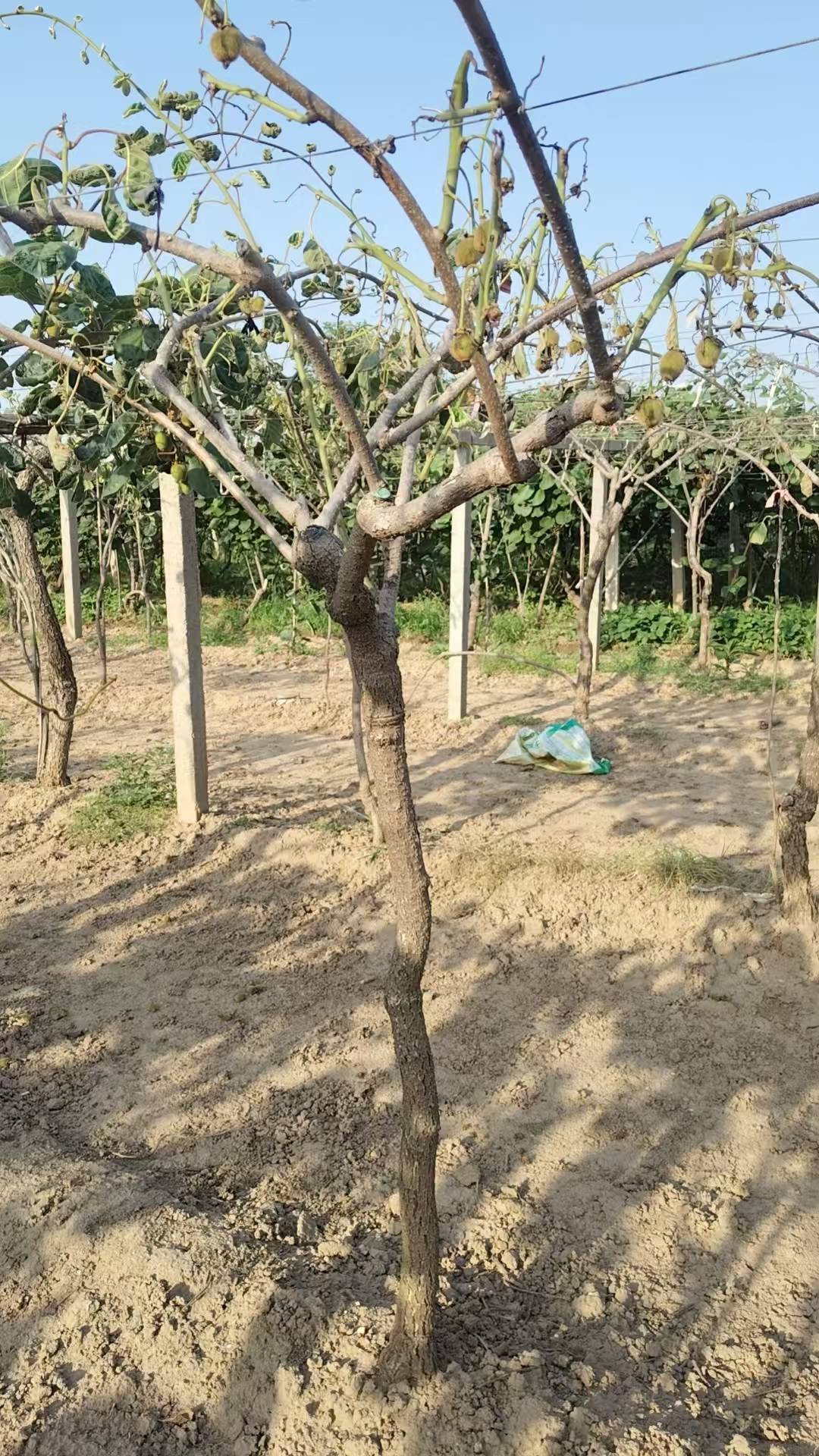 巴西世界杯冠軍_陕西一地农户遭遇一肥两重天：施肥地块枯死绝收巴西世界杯冠軍，未施区域枝繁叶茂；磷肥数次检测均合格，谜团难破