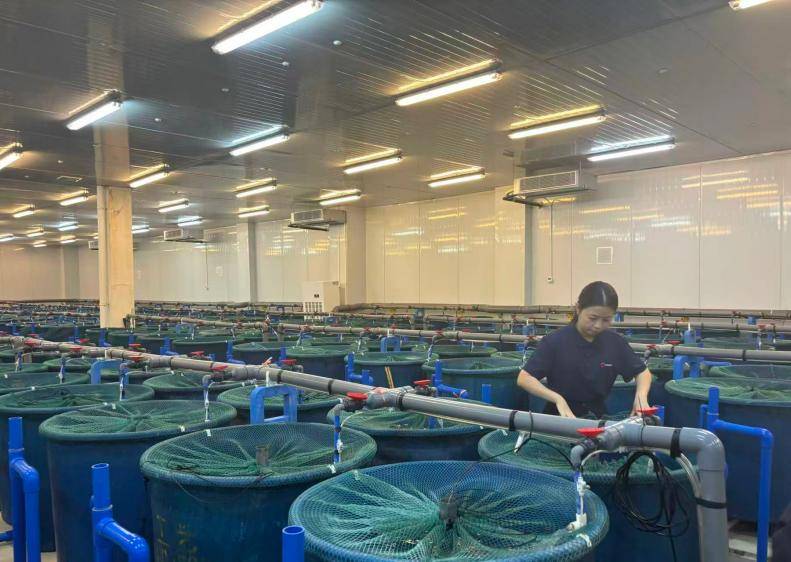 皇冠登3_给种鱼植入电子芯片皇冠登3，海南临高“赛博养鱼”干出亿元产值｜活力中国调研行